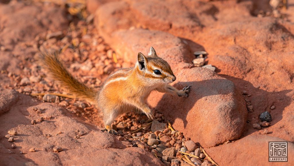 Chipmunk at Grand Viewpoint in Moab
Utah 2019