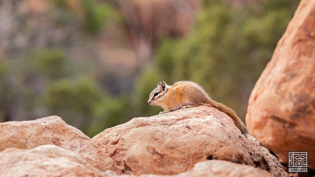 Little squirrel in Arches Nationalpark
Utah 2019