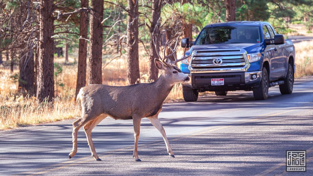 Deer crossing Road 63 in Bryce Canyon National Park
Utah 2019