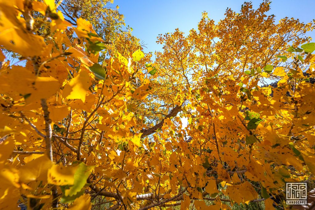 Fall near Canyon Junction Bridge in Zion National Park
Utah 2019