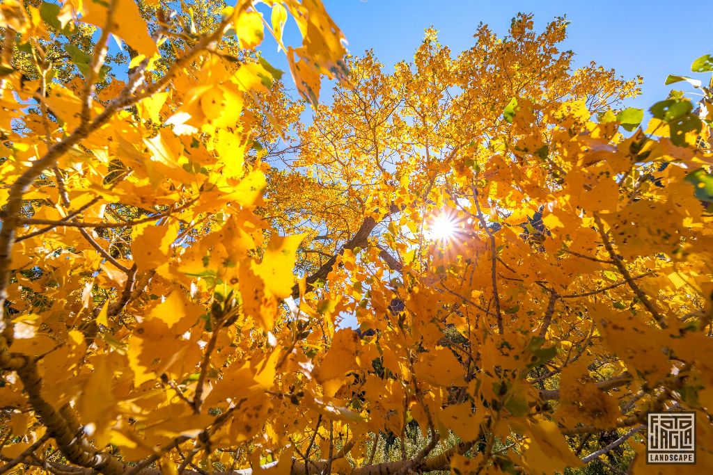 Fall near Canyon Junction Bridge in Zion National Park
Utah 2019