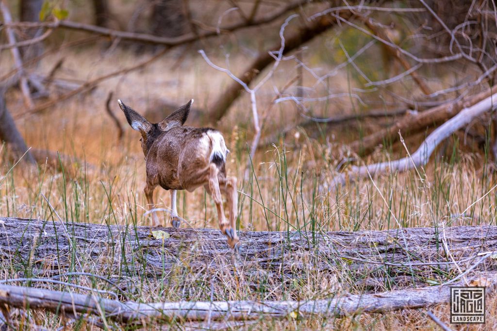 Deer at the Riverside Walk along the Virgin River in Zion National Park
Utah 2019