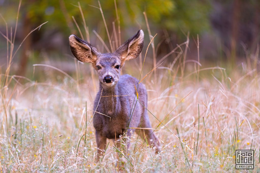 Deer at the Riverside Walk along the Virgin River in Zion National Park
Utah 2019