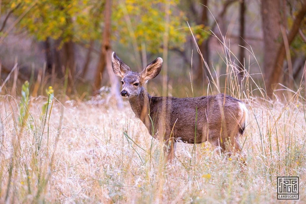 Deer at the Riverside Walk along the Virgin River in Zion National Park
Utah 2019