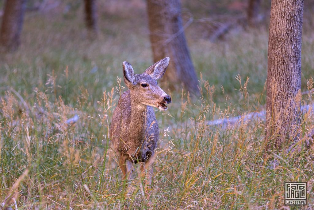 Deer at the Riverside Walk along the Virgin River in Zion National Park
Utah 2019