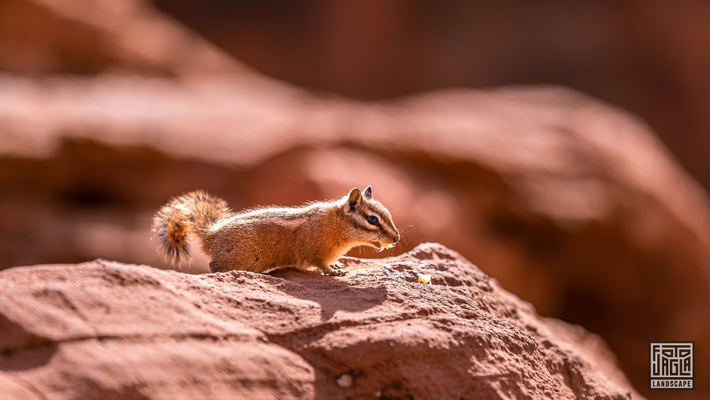 Squirrel at the Canyon Overlook Trail in Zion National Park
Utah 2019