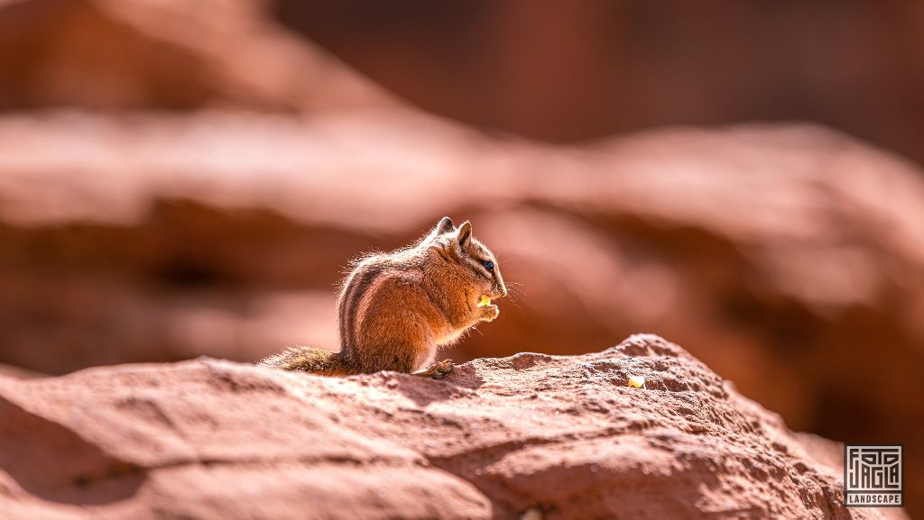 Squirrel at the Canyon Overlook Trail in Zion National Park
Utah 2019