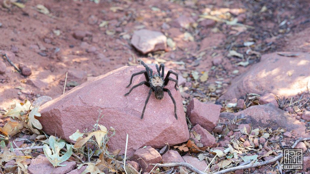 Tarantula in Zion National Park