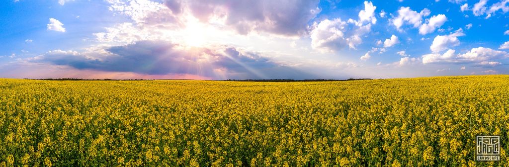 Blhendes Rapsfeld in Ratingen zum Sonnenuntergang