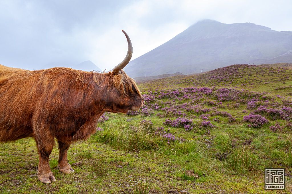 Schottisches Hochlandrind (Kyloe) mit langen Hrnern
Scottish Highland Cattle with long horns
Schottland - September 2020