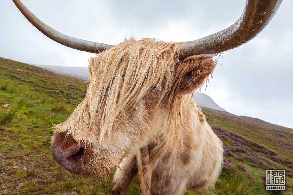 Schottisches Hochlandrind (Kyloe) mit langen Hrnern
Scottish Highland Cattle with long horns
Schottland - September 2020