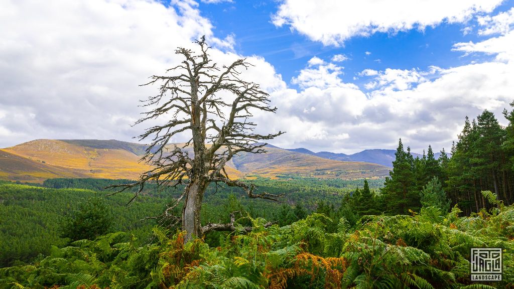 Cairngorms National Park
Wanderung zum An Lochan Uaine
Schottland - September 2020