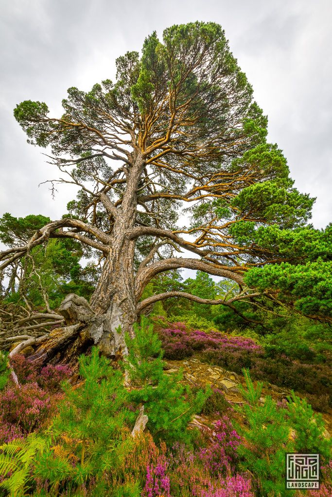 Cairngorms National Park
Wanderung zum An Lochan Uaine
Schottland - September 2020