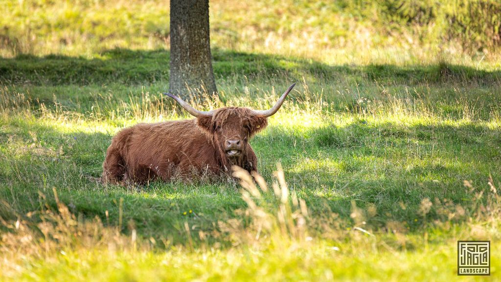 Schottisches Hochlandrind (Kyloe) mit langen Hrnern
Scottish Highland Cattle with long horns
Schottland - September 2020