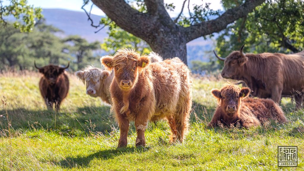 Schottisches Hochlandrind (Kyloe) - Kleines Kalb
Scottish Highland Cattle - Little calf
Schottland - September 2020