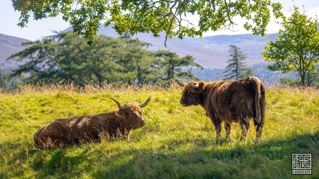Schottisches Hochlandrind (Kyloe) mit langen Hörnern
Scottish Highland Cattle with long horns
Schottland - September 2020