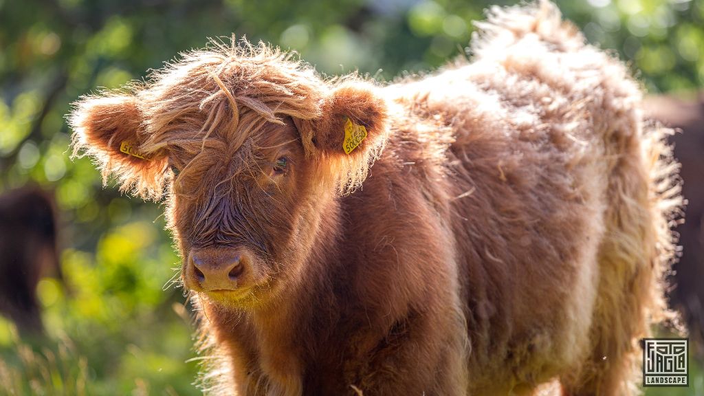 Schottisches Hochlandrind (Kyloe) - Kleines Kalb
Scottish Highland Cattle - Little calf
Schottland - September 2020