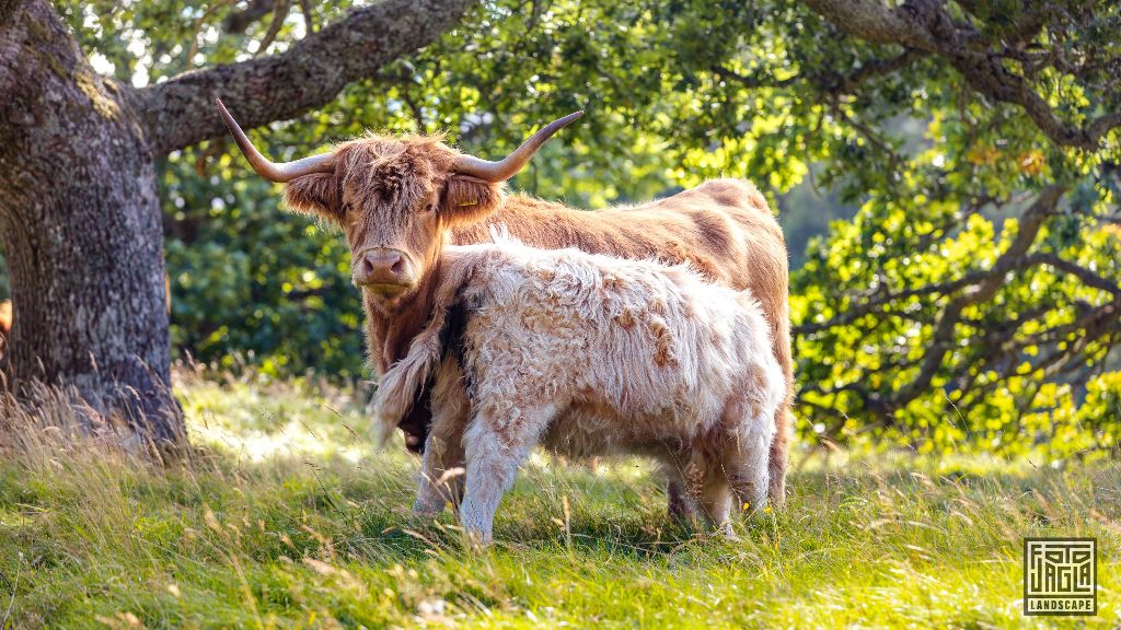 Schottisches Hochlandrind (Kyloe) mit langen Hrnern
Scottish Highland Cattle with long horns
Schottland - September 2020