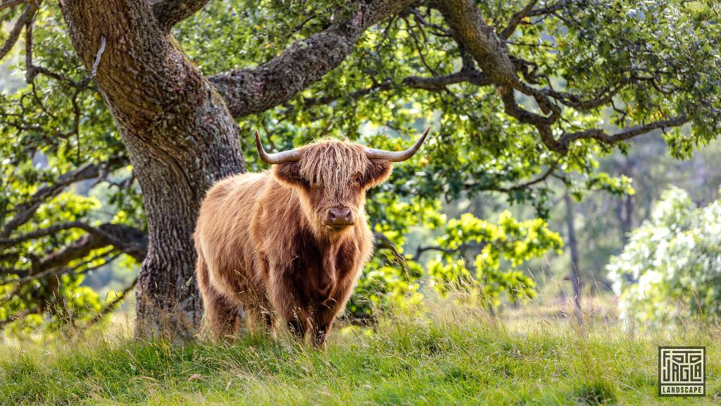 Schottisches Hochlandrind (Kyloe) mit langen Hrnern
Scottish Highland Cattle with long horns
Schottland - September 2020