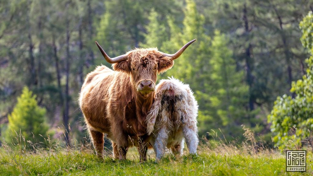 Schottisches Hochlandrind (Kyloe) mit langen Hrnern
Scottish Highland Cattle with long horns
Schottland - September 2020