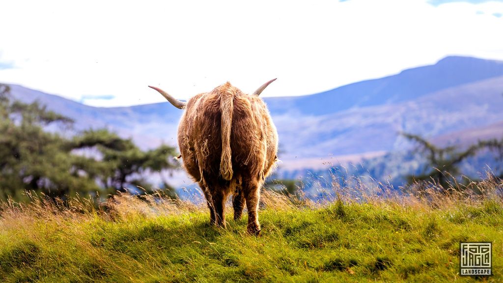 Schottisches Hochlandrind (Kyloe) mit langen Hörnern
Scottish Highland Cattle with long horns
Schottland - September 2020