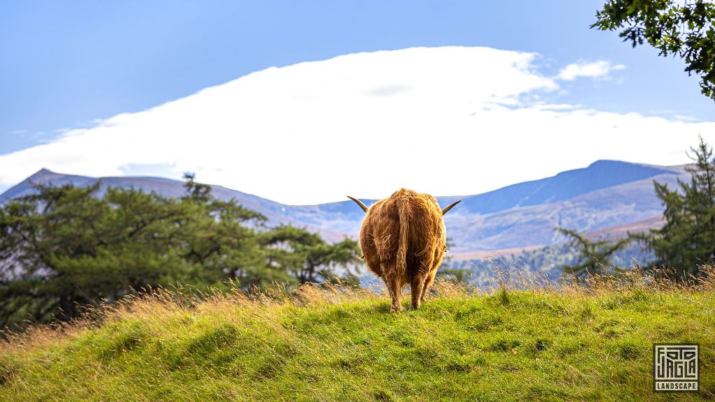 Schottisches Hochlandrind (Kyloe) mit langen Hrnern
Scottish Highland Cattle with long horns
Schottland - September 2020