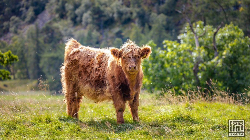 Schottisches Hochlandrind (Kyloe) - Kleines Kalb
Scottish Highland Cattle - Little calf
Schottland - September 2020