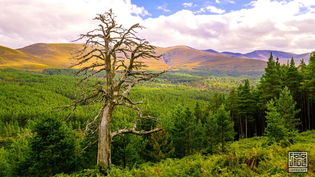 Cairngorms National Park
Wanderung zum An Lochan Uaine
Schottland - September 2020