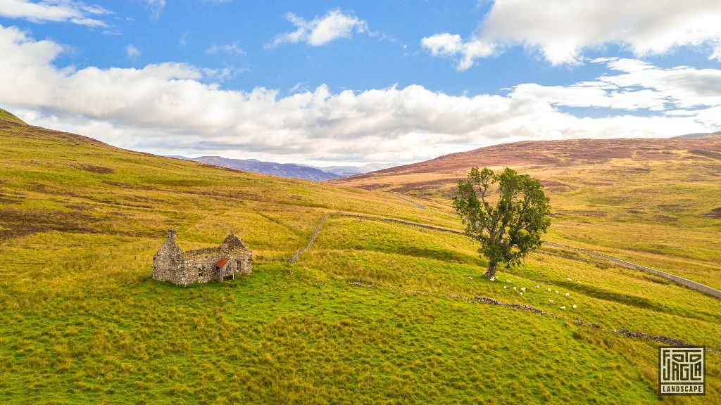 Eine verlassene Ruine und ein einsamer Baum mit Schafen
Schottland - September 2020