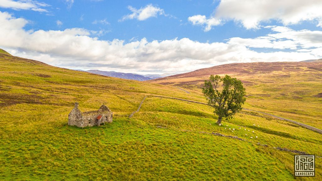 Eine verlassene Ruine und ein einsamer Baum mit Schafen
Schottland - September 2020