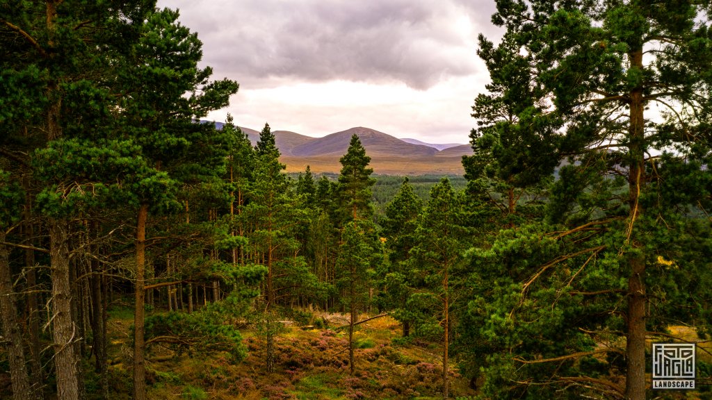 Cairngorms National Park
Wanderung zum An Lochan Uaine
Schottland - September 2020