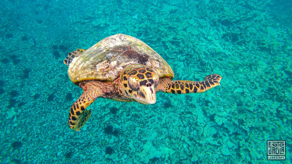 Wilde Meeresschildkrte bei einer Schnorchel-Tour
La Digue, Seychellen 2021