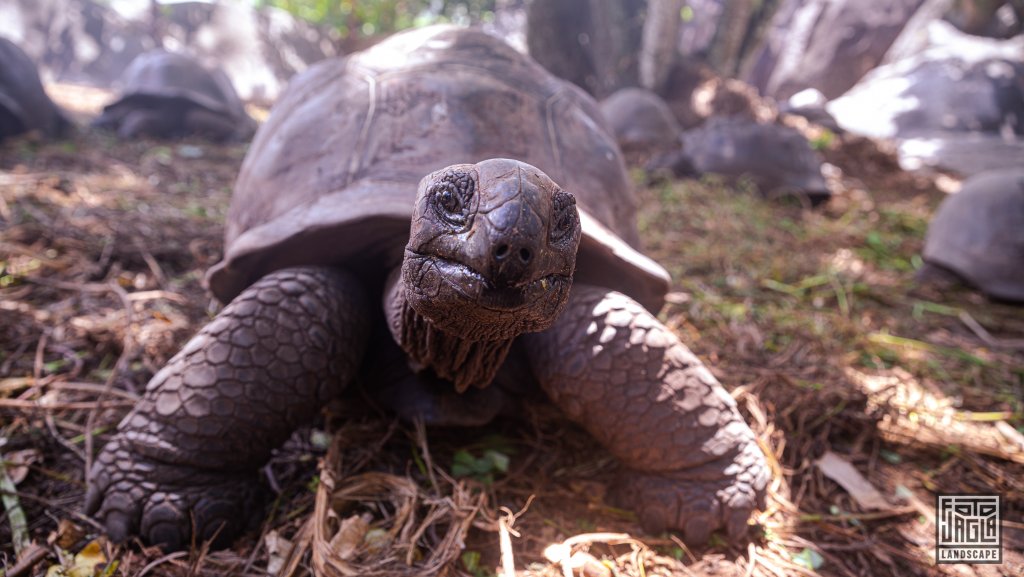 Seychellen-Riesenschildkröten an der Tortoise Farm
L'Union Estate Farm auf La Digue, Seychellen 2021