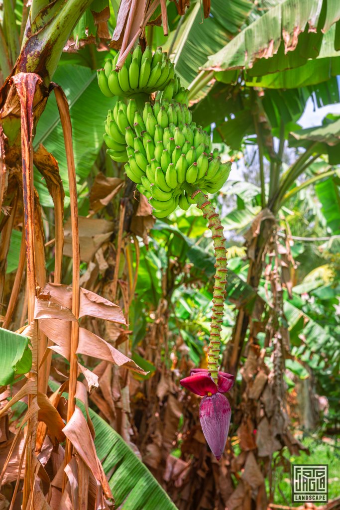 Banananplantagen in der L'Union Estate Farm
La Digue, Seychellen 2021