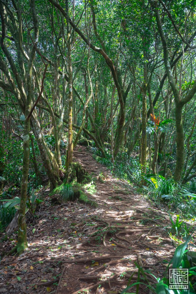 Wanderung am Morne Blanc Trail
Mah, Seychellen 2021