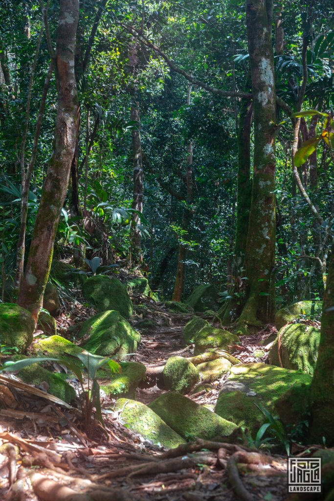 Wanderung am Morne Blanc Trail
Mah, Seychellen 2021