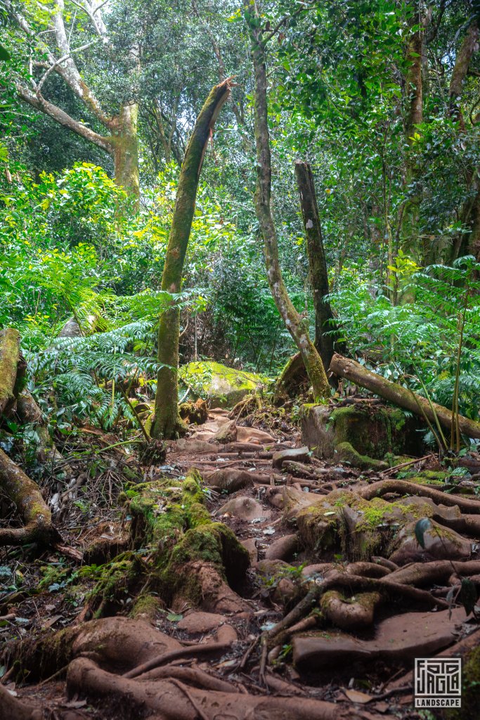 Wanderung am Morne Blanc Trail
Mah, Seychellen 2021