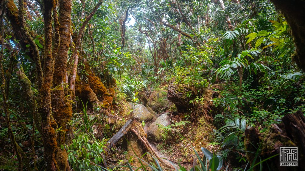 Wanderung am Morne Blanc Trail
Mahé, Seychellen 2021