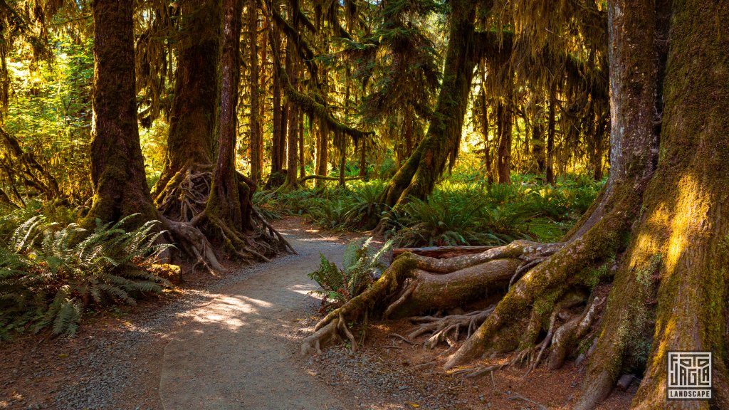 Wanderung durch den Regenwald im Olympic National Park
Hall of Mosses Trail im Hoh Rain Forest
Washington 2022