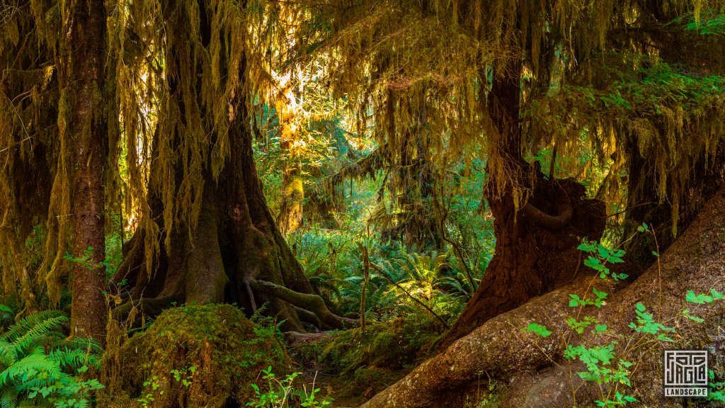 Wanderung durch den Regenwald im Olympic National Forest
Hall of Mosses Trail im Hoh Rain Park
Washington 2022
