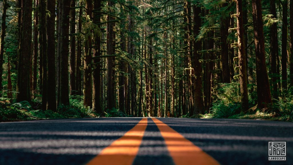 Upper Hoh Road entlang des Hoh River
Hoh Rain Forest im Olympic National Park
Washington 2022