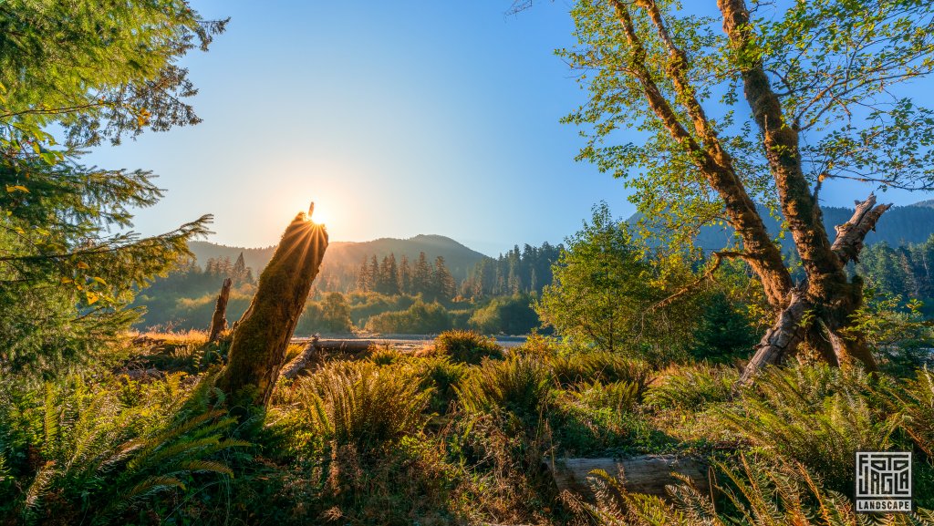 Wanderung durch den Regenwald im Olympic National Park
Spruce Nature Trail im Hoh Rain Forest
Washington 2022