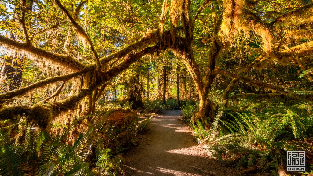 Wanderung durch den Regenwald im Olympic National Park
Spruce Nature Trail im Hoh Rain Forest
Washington 2022