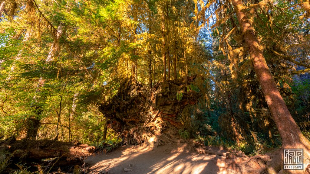 Wanderung durch den Regenwald im Olympic National Park
Spruce Nature Trail im Hoh Rain Forest
Washington 2022