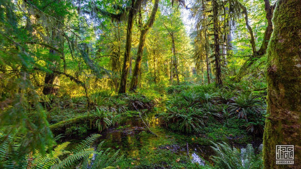 Wanderung durch den Regenwald im Olympic National Park
Spruce Nature Trail im Hoh Rain Forest
Washington 2022