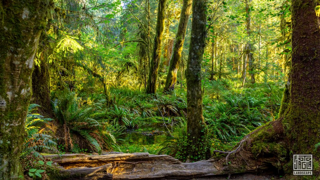 Wanderung durch den Regenwald im Olympic National Park
Spruce Nature Trail im Hoh Rain Forest
Washington 2022