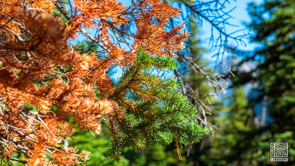 Cutthroat Trailhead zum Cutthroat Lake
Wasatch-Cache National Forest
Washington 2022