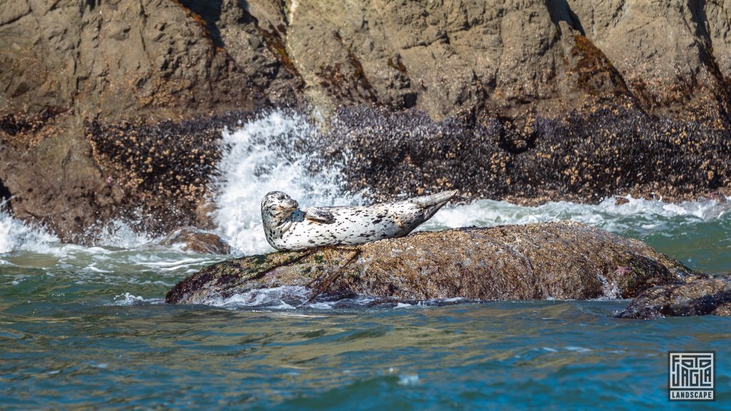 Robbe am Coquille Point am Bandon Beach
US Westkste
Oregon 2022