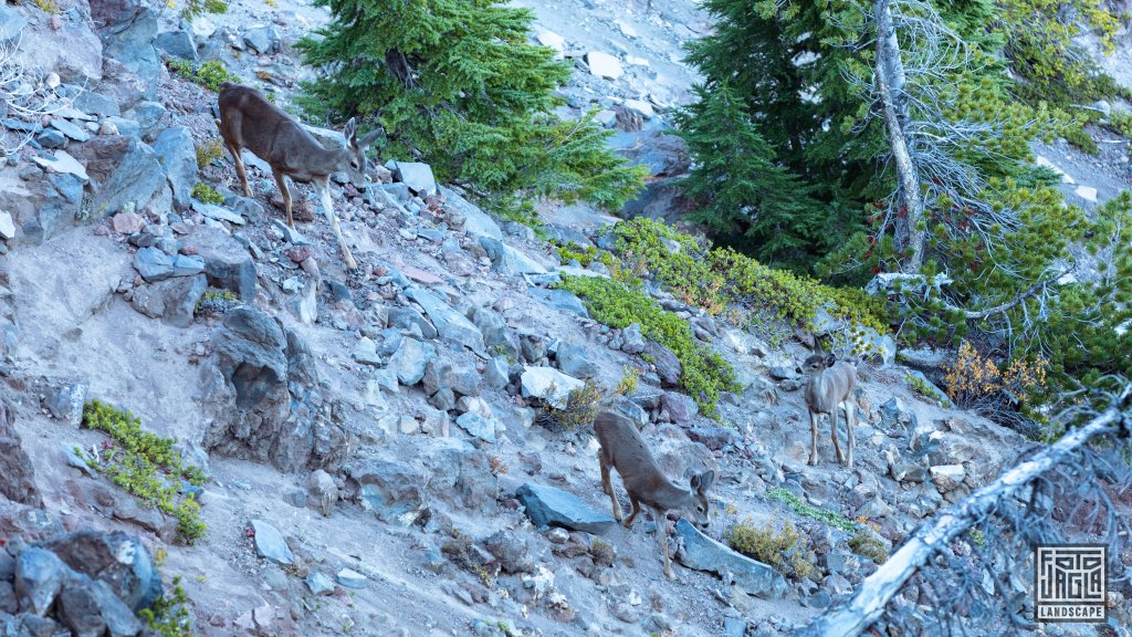 Crater Lake im Crater Lake National Park
Rehe am Merriam Point
Oregon 2022