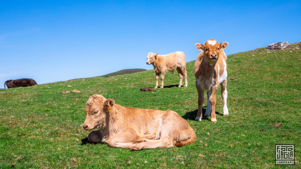 Freilaufende Kühe auf einer grünen Wiese
Nähe von Pico Gordo auf der ER110
Madeira (Portugal) 2023